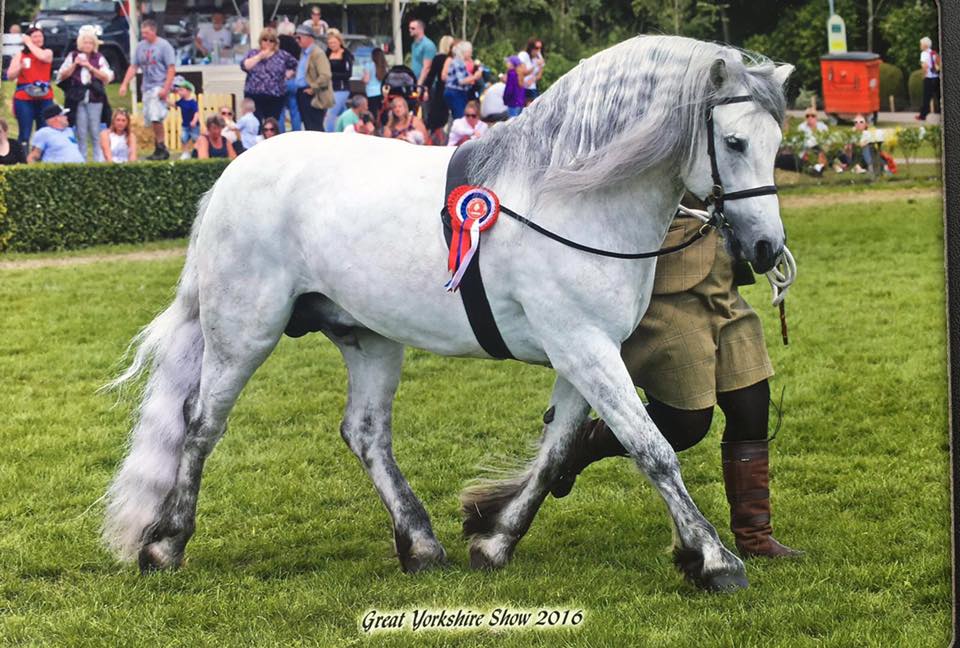 Champion Mountain and Moorland Pony Stallion